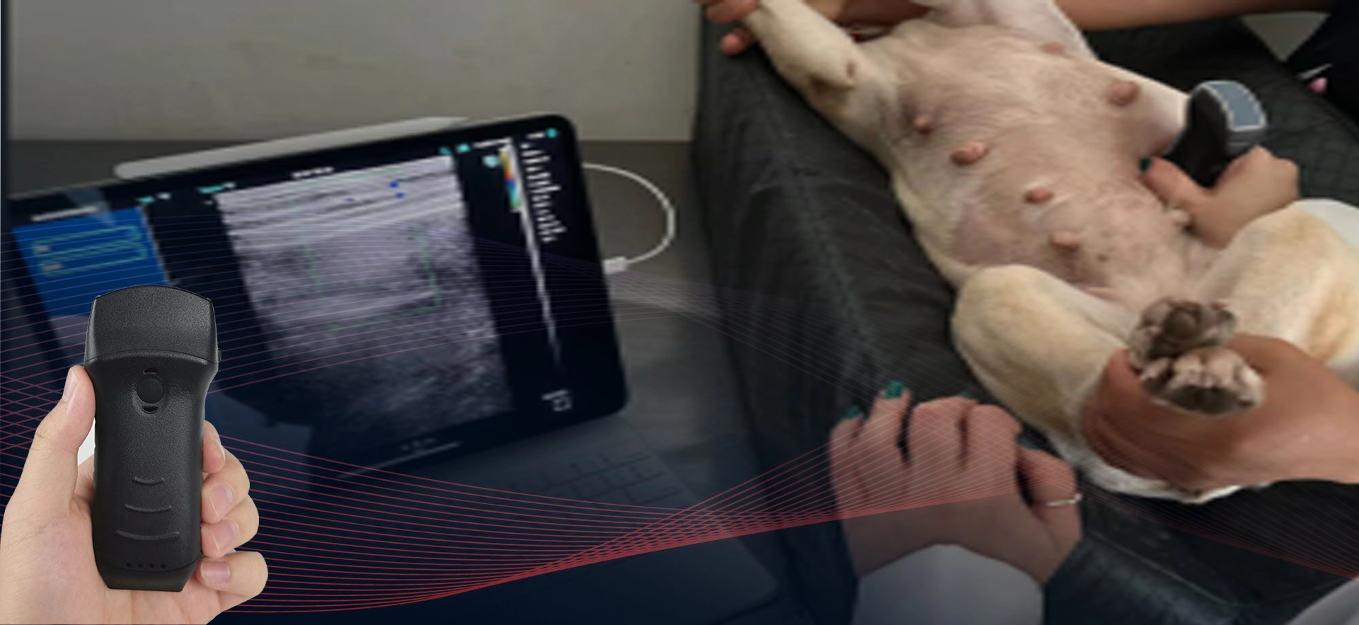 Sonda ad ultrasuoni wireless veterinaria